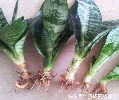 虎皮兰叶片打卷,不冒新芽,“猫腻”在这里,动动手搞定!