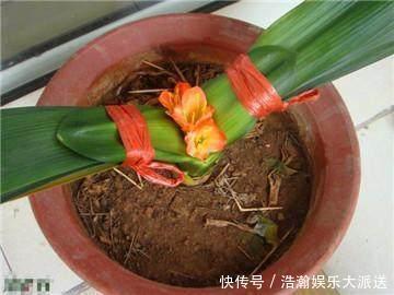 昼夜温差|专业应对君子兰夹箭技巧，3天抽箭开花，简单粗暴又有效