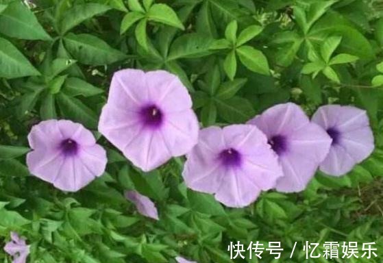 养好“五爪金龙”,就得“修一修”,花苞蹭蹭就上百,花开绕满枝