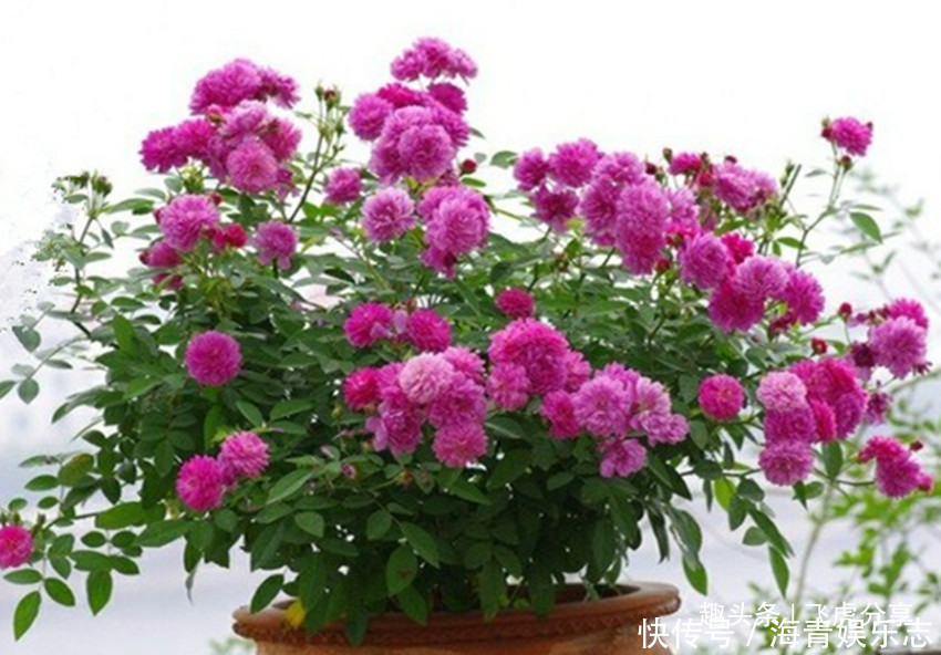 爆盆|三种花一年能开10个月,开花就爆盆,华丽高雅懒人花,养花首选