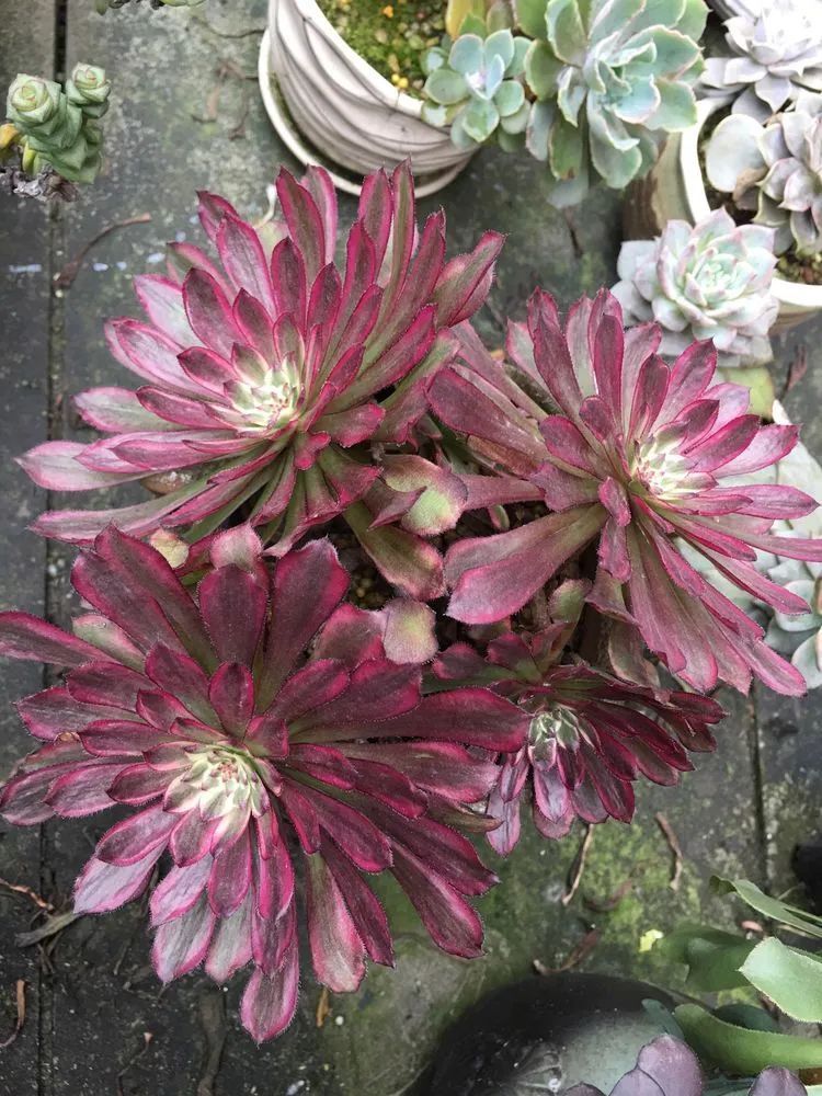 养多肉会上瘾,3年养了500多盆,既美化了环境又愉悦了心境!