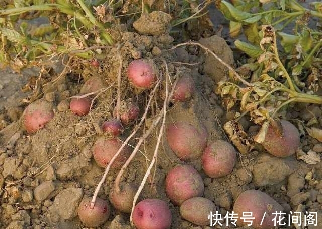 农村|农村随处可见的“地下苹果”，营养又美味，还能降血压、养胃