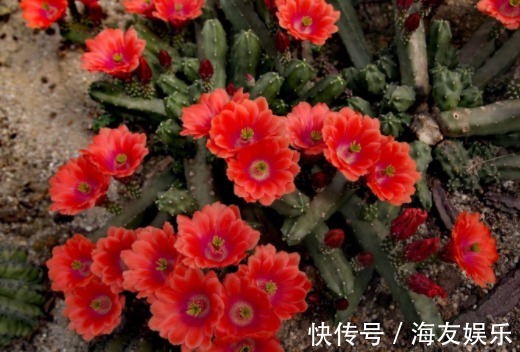 1种花不是蟹爪兰，开花却比蟹爪兰还美，半年能长1米高，开成花海