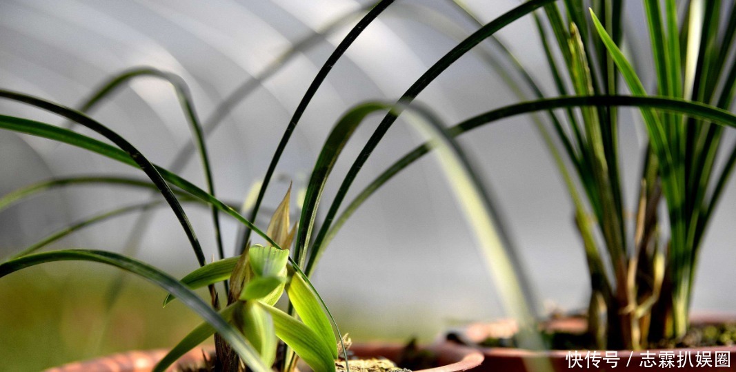 野外|野外寻回来的健康风兰,养在家里就黄叶烂根,好养活不代表随便养
