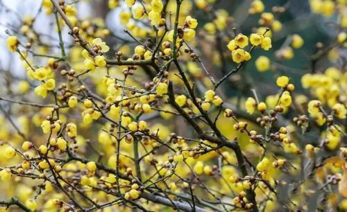 品种|5种耐寒花，现在养一盆，过冬无压力，开花美极了！