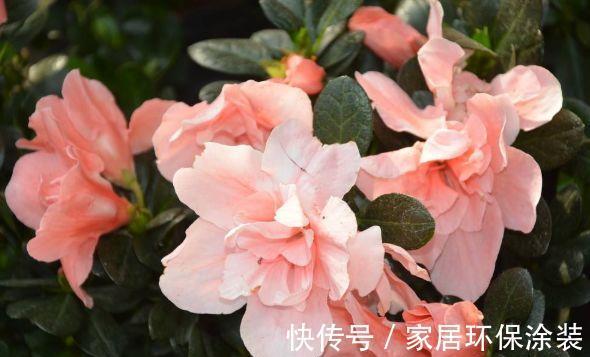 飘香|春节过后家里阳台养此款花,满屋子飘香,花开满枝头,开花能手
