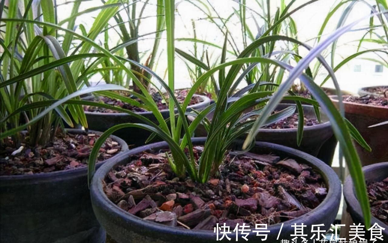 植料|兰花长期不开花,是环境和管理上“惹的祸”,自查3个方面并做好