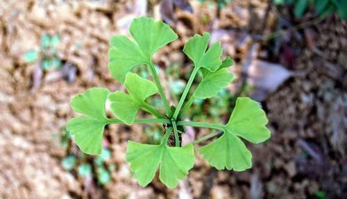 盆景|4个方法,让盆栽银杏变成矮、胖、矬,好看又值钱