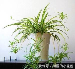 枝繁叶茂|5种吊兰,好养护颜值高,家里养一盆,四季枝繁叶茂!