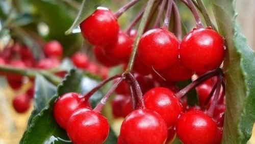 食物|预防身体衰老，坚持吃的食物，改善肠胃，缓解疲劳，增强体质