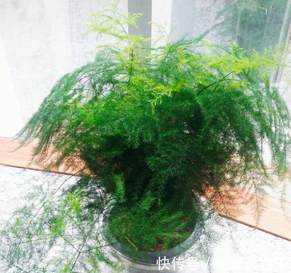 11月养文竹,经常做这“三件事”,安全过冬,猛长新芽和笋芽