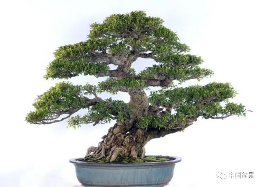  制作|盆景制作中的气、势、神、韵如何表现！静态和动态相结合是精髓