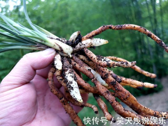 比松树皮更好的兰花植料，生根快、发芽壮，更适合兰菌滋生
