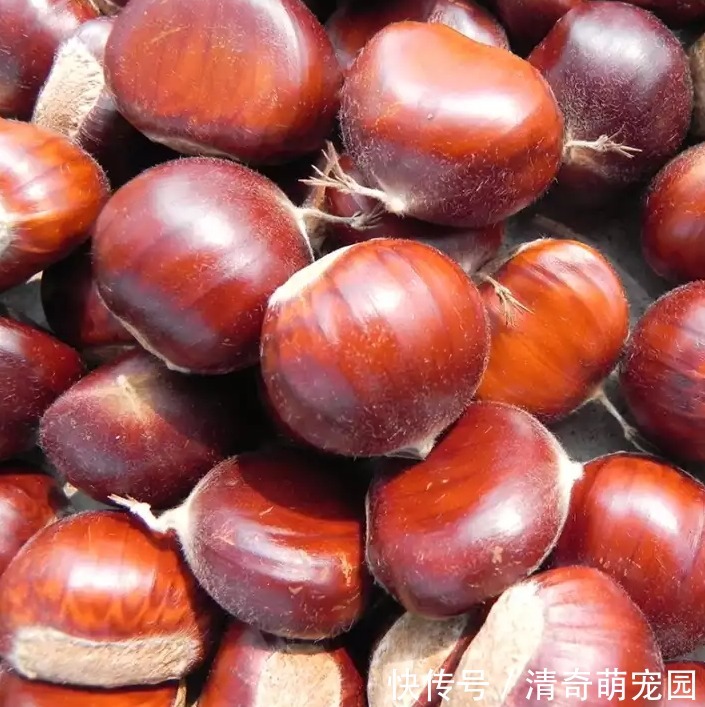  煮板栗，直接水煮是大错！多加1步，个个自动开口，好剥壳不粘皮