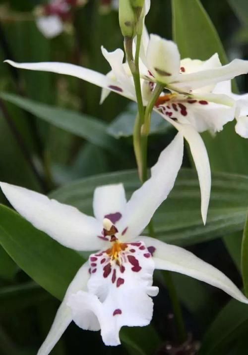 品种|花色优美的蕙兰盆栽,兰花里极其耐寒的品种