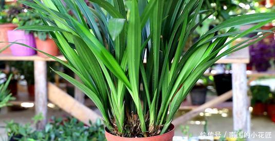 家里养墨兰,了解掌握4个要点,养出白嫩根系,叶油绿颜值高!