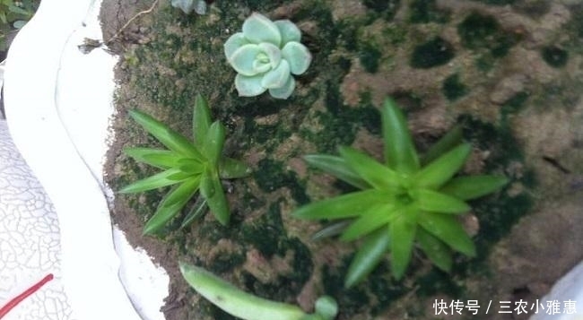 多肉植物观音莲怎么养可以爆盆?