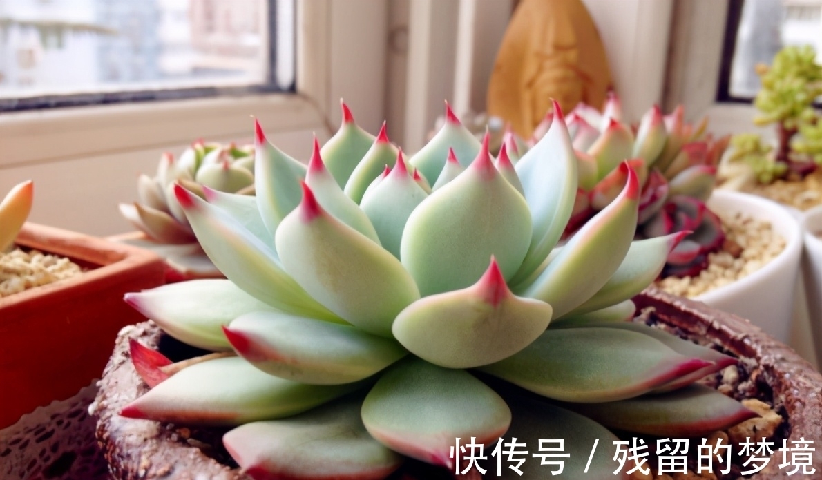 种植多肉,搞不清品种、晒太阳、浇水、通风问题,养再多都白费
