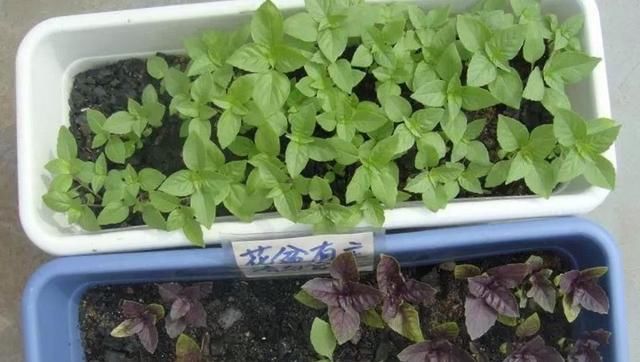 养花不用买肥料，一个小窍门，生活垃圾变成肥沃透气松软的有机肥