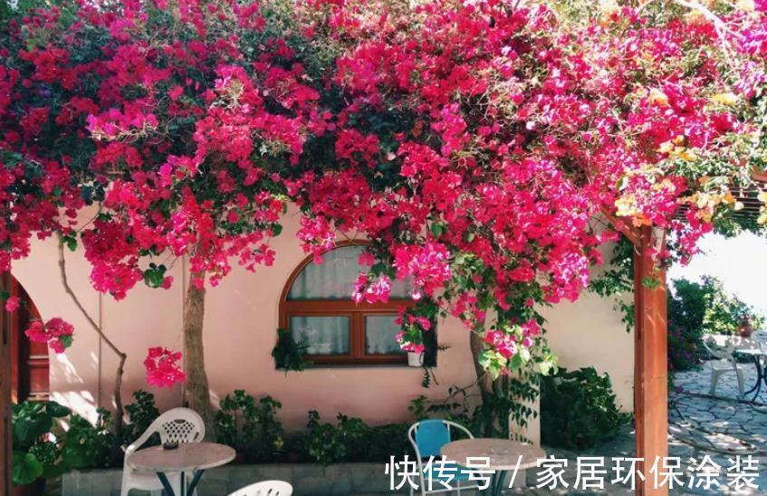 三角梅开花越来越少,教你几个“狠招”来催花,花苞一茬接一茬