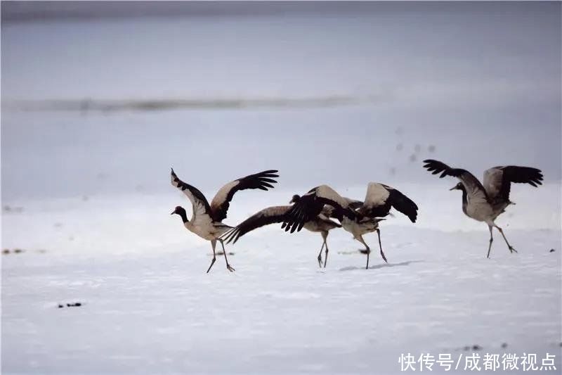 黄河奔腾到此，迂回蜿蜒出第一道回头湾