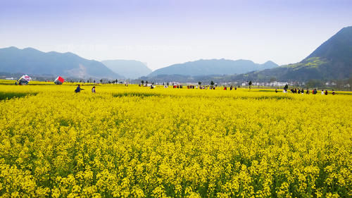 如果你是爱花人，鲜花定会为你开