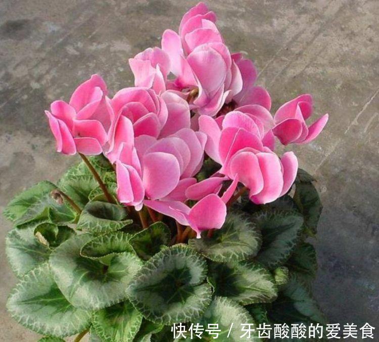 几种花卉便宜又好养,阳台盆栽上几盆,全年开花不停