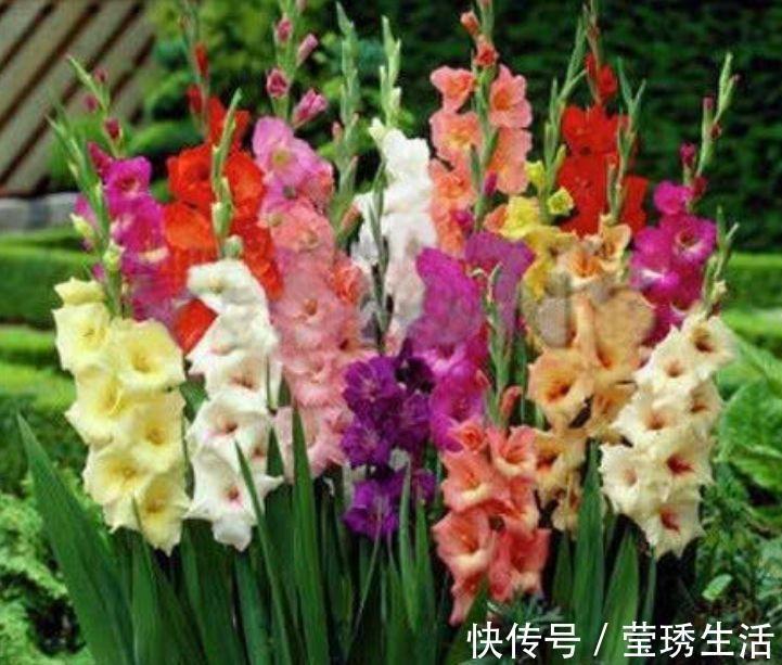 4种“漂亮花”,花色艳、花量大,不用费心,就能长的特别好