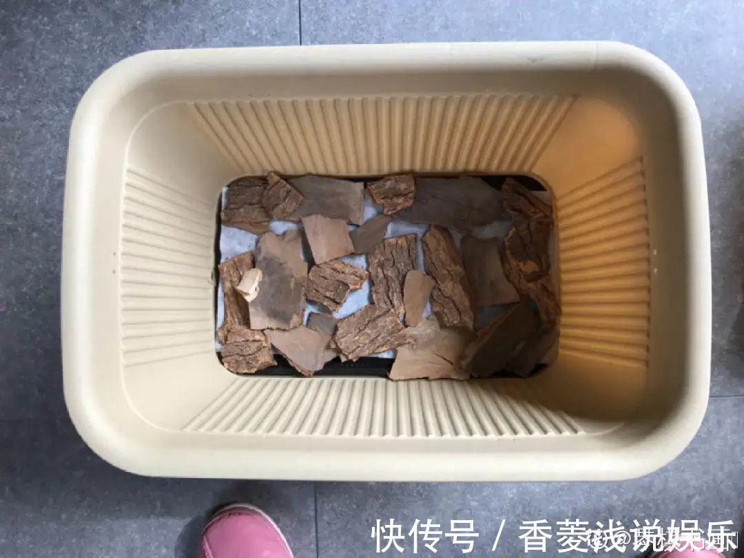 1把核桃垫盆底,不烂根、不招虫,疯长停不下来!