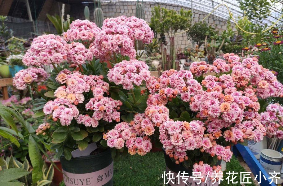 秋季3种花要补肥,但不是用促花肥,要合理施肥,才能开花爆盆