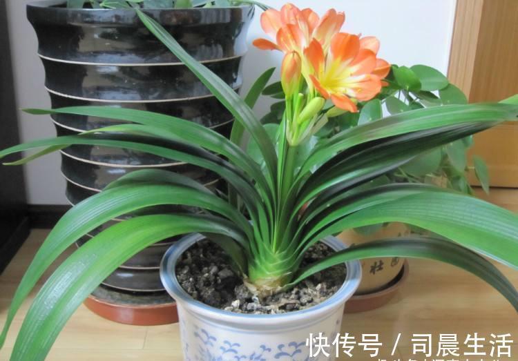 君子兰有“三怕”,入冬养护需避开,猛催新芽,绽放层叠群兰