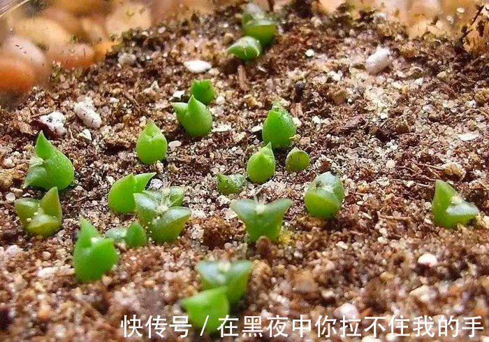 一种养花万能土,满足花卉生长需求,透气透水不烂根