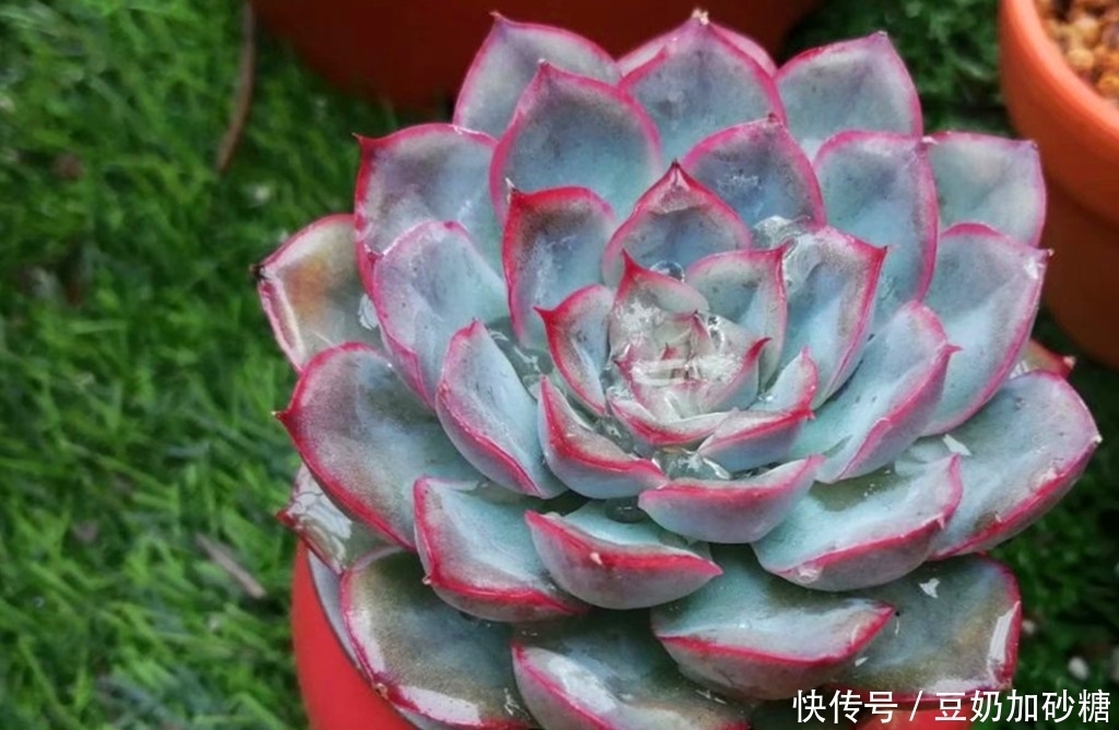 徒长|这些多肉夏天可以不遮阳,因为不容易晒伤,但遮阳很容易徒长