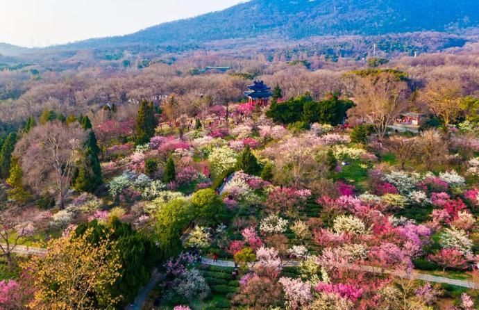 鸡鸣寺“消息树”开花啦！