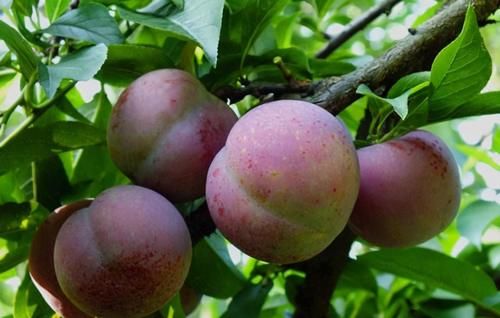 女性可以多吃3种食物，美容养颜，延缓衰老，身体棒棒哒！