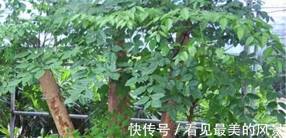 幸福树|幸福树在客厅内好养吗?不说你肯定不知道