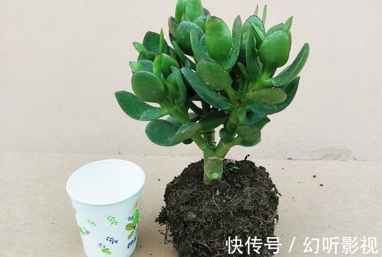 冬天养玉树,做好2点,枝肥叶壮、杆子壮实、绿意盎然