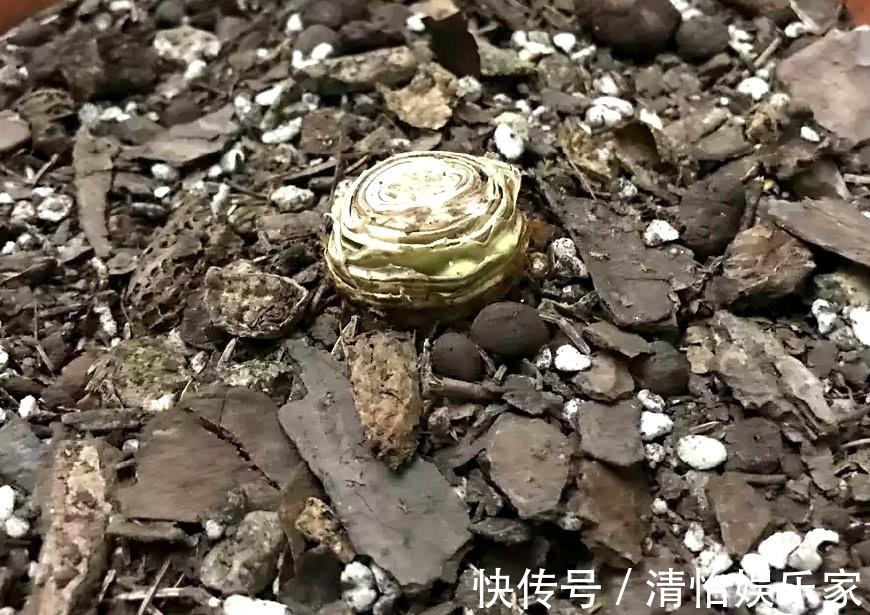 烂根|君子兰夏天容易烂根赶紧砍一刀,栽土里还能重新长!
