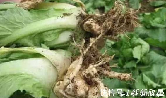 白菜|天然“止咳药”发现了，家家厨房都有的特效药，治疗感冒，防咳嗽