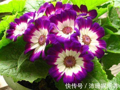 花草|家里阳台养此款花，新手也能养爆盆，清新脱俗，懒人最爱