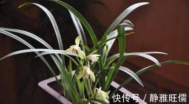 花盆里埋点“它”，不烂根，不黄叶，杀菌消毒还透气，根壮花还旺