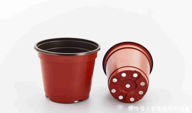 浅种|茶花用什么盆种好把握好两个“浅”字,成活有保证,叶片不发黄!