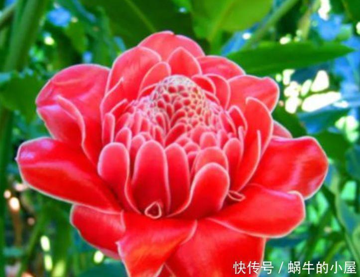 花开富贵|这几款花卉养在家里,净化空气,去除异味,还香飘满屋,心情好!