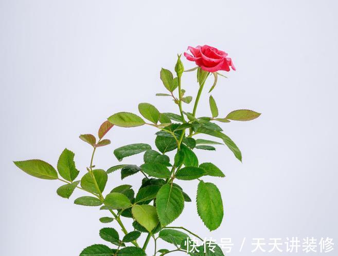 叶子|消灭月季“光杆”正当时，用对方法，15天新叶满满