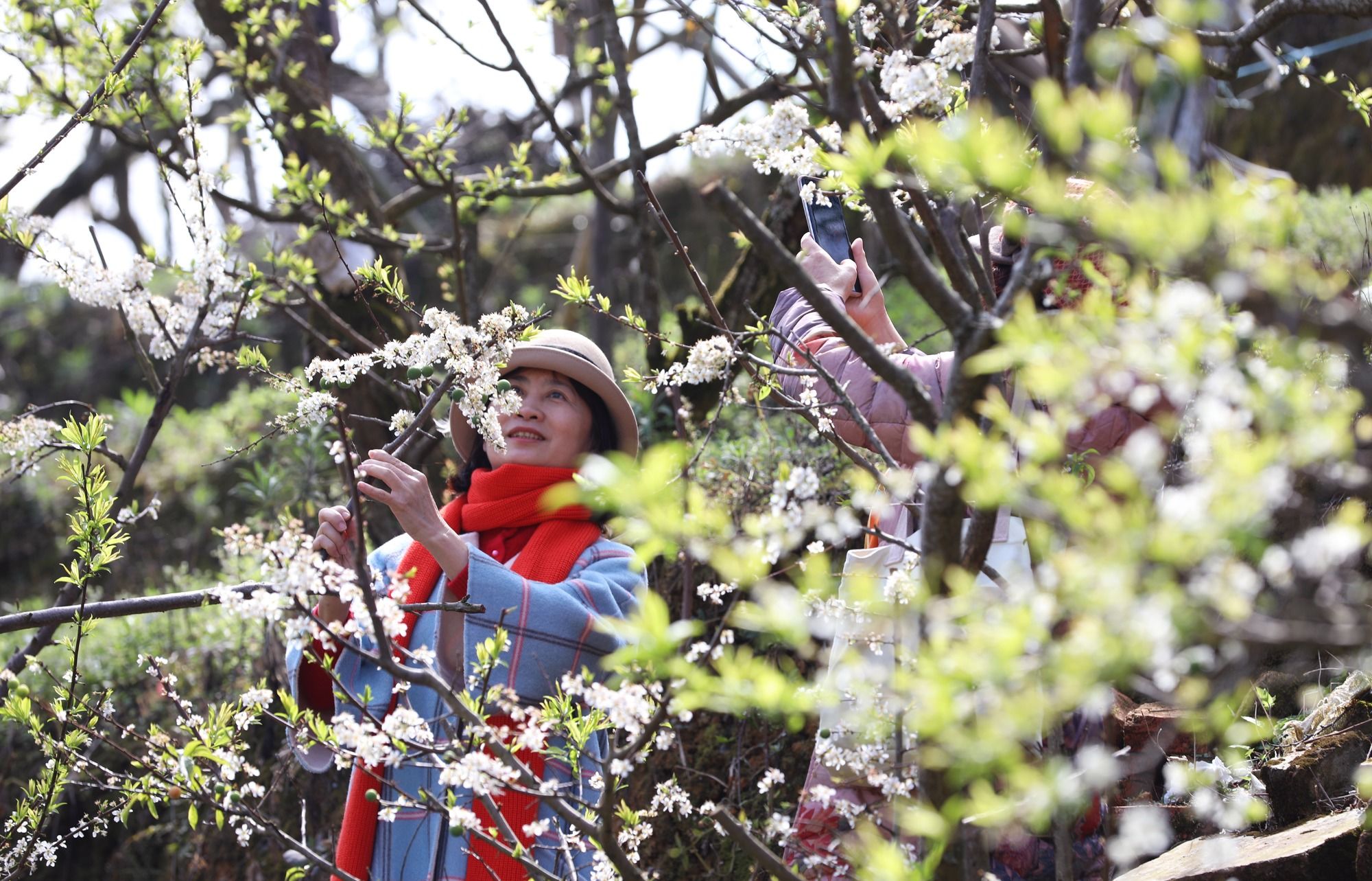 一树李花俏乡村——粤西双合村新春见闻|新春走基层| 龙大爷