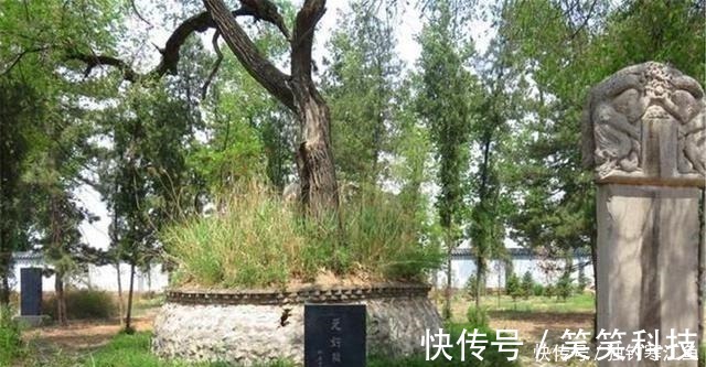 诸葛连弩$宋代如果看到这两种树扎堆,说明附近可能有古墓,但盗墓贼不会盗!