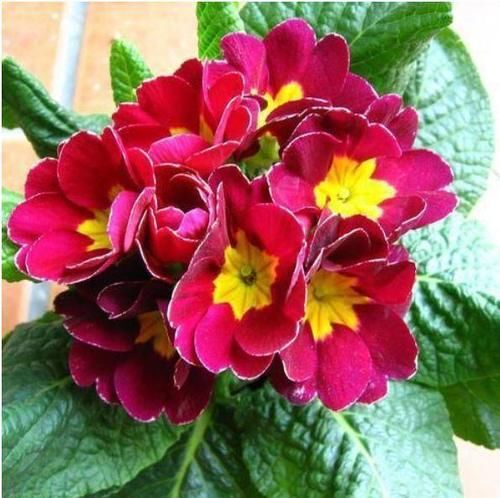 4种花超优秀的,四季都开花,花朵漂亮,养护简单