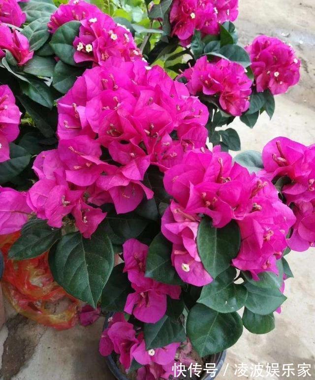 花芽|三角梅有花不开花做好“4件事”,花苞齐刷刷,开成叶子花