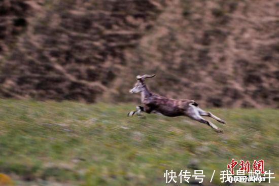 野生动物|甘肃省会兰州的城郊山间岩羊出没