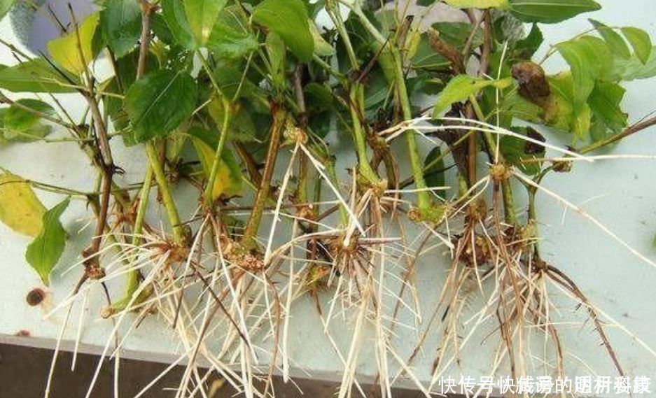 生根剂不用买家家都有的“小东西”，自制生根水，10天冒白根